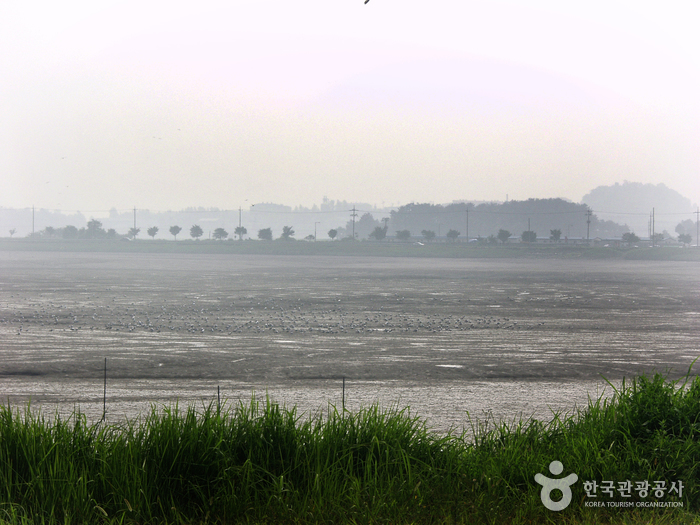 Geumgang Estuary Bird Sanctuary (금강하구둑 철새도래지)