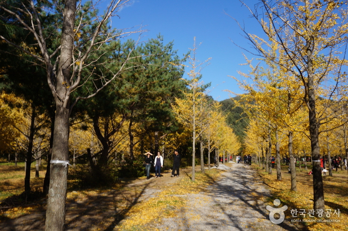 Forêt des gingko à Hongcheon (홍천 은행나무숲)