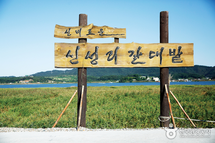 Schilffeld Sinseong-ri (신성리 갈대밭)