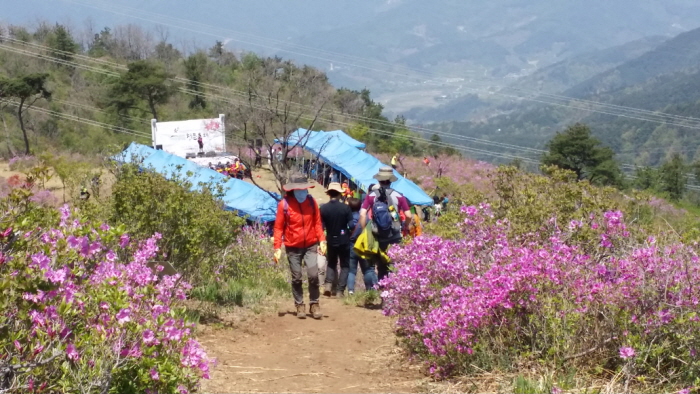 백운산 국사봉 철쭉축제 20191