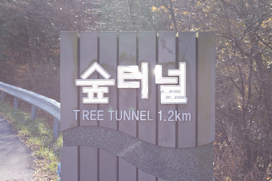 5.16 Tree Tunnel (Road 5.16 Forest Tunnel) (5.16도로숲터널)