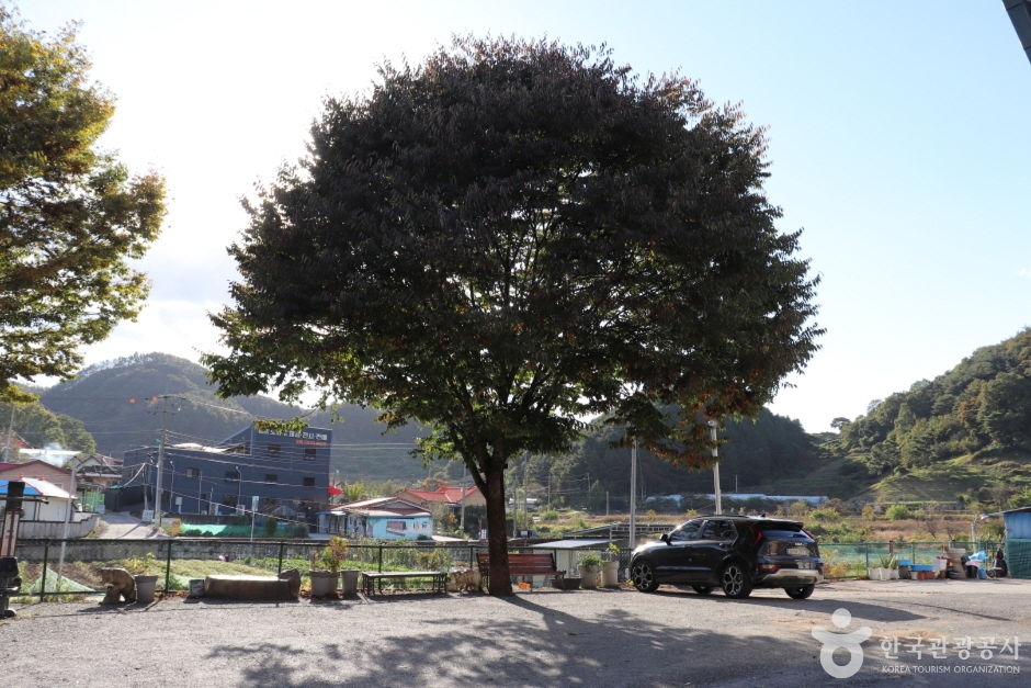 Jeongjanamu Garden (정자나무가든)