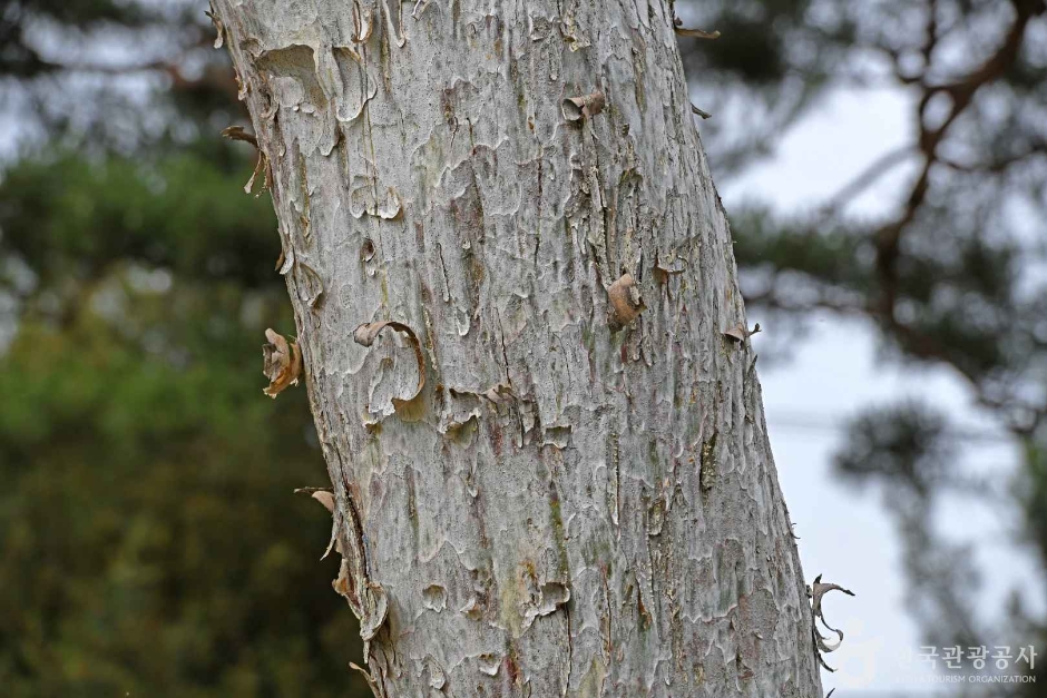 예산 용궁리 백송