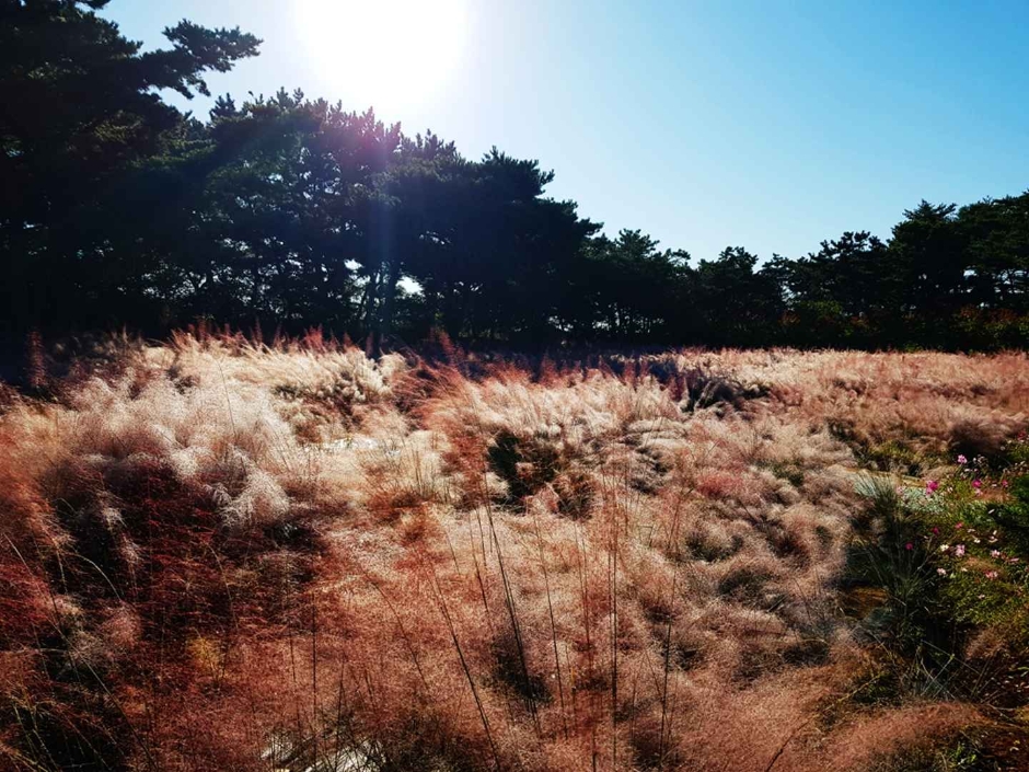 태안 가을꽃박람회