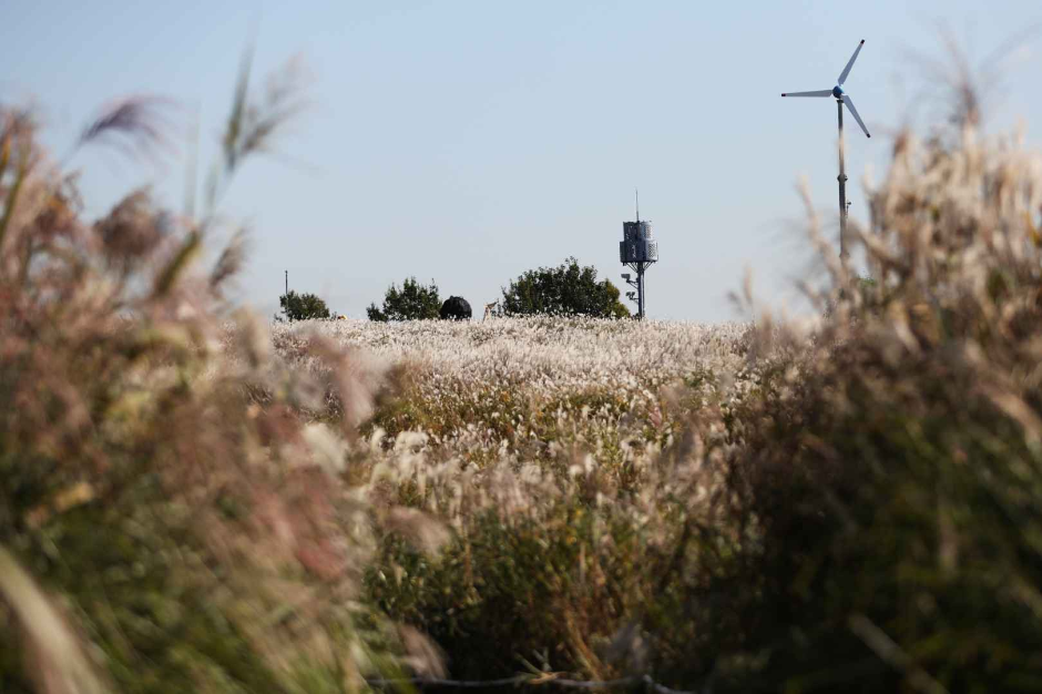 thumbnail-Seoul Silver Grass Festival (서울억새축제)-10