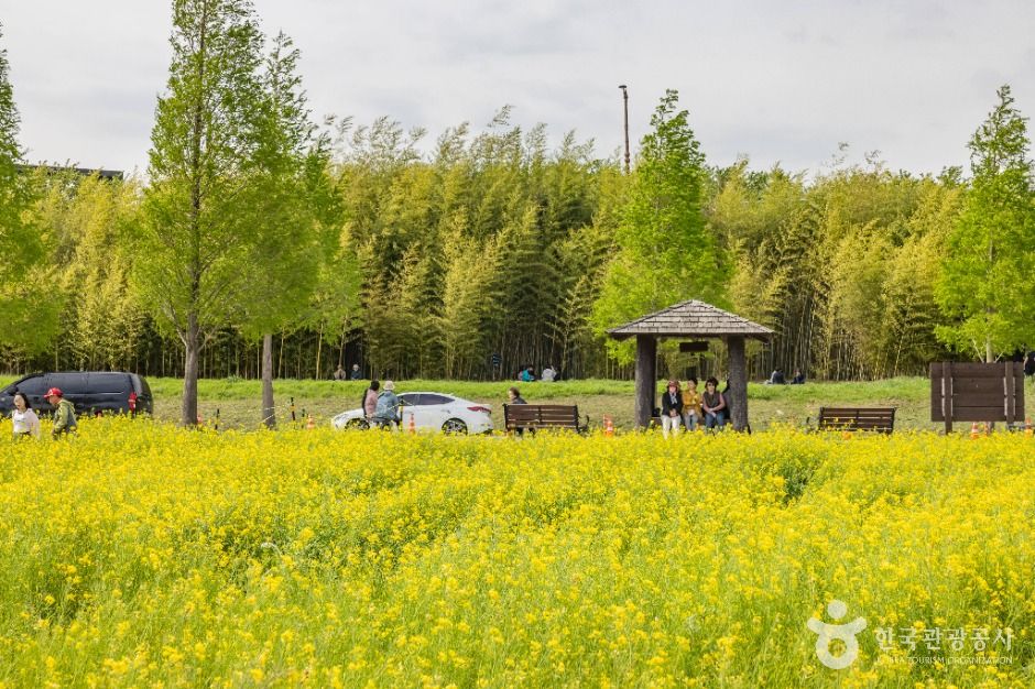 大渚生態公園(대저생태공원)