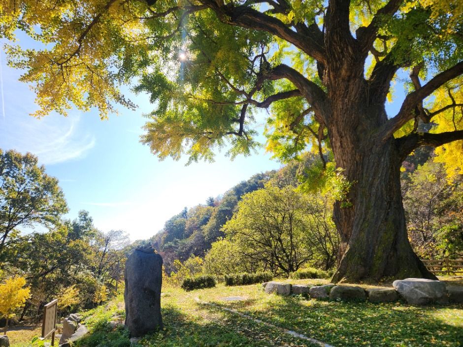 thumbnail-칠곡 말하는 은행나무-4