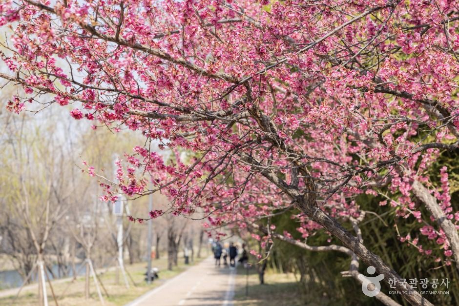 thumbnail-하동매실거리-14