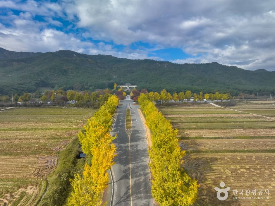 통일전 은행나무길