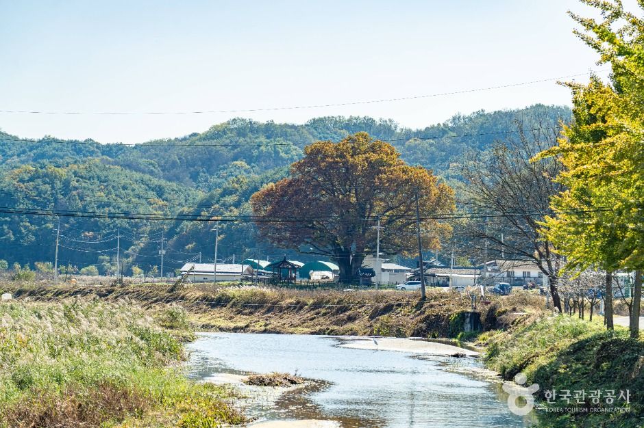 안동 사신리 느티나무