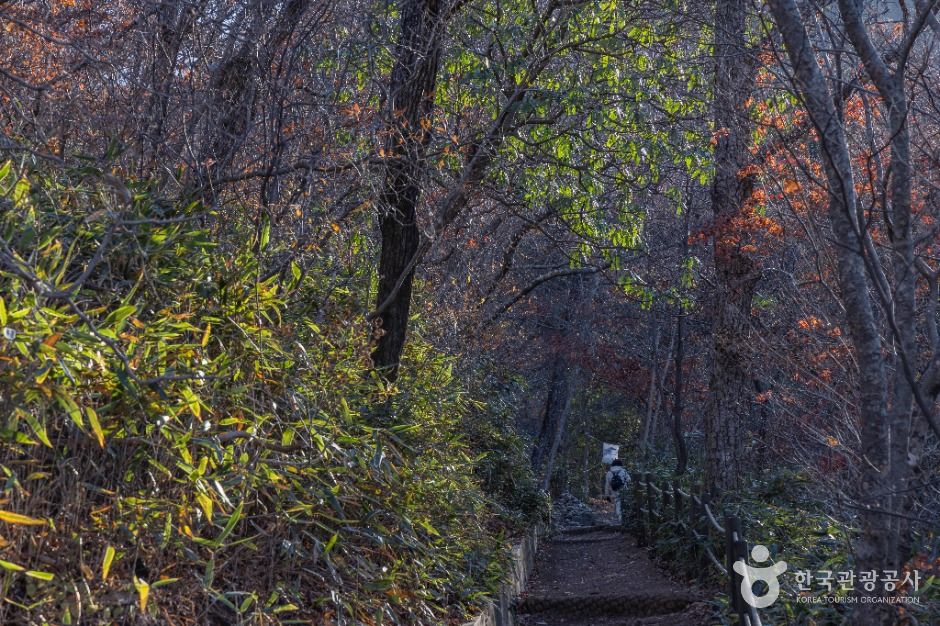 정읍_내장산 굴거리나무군락 (11)