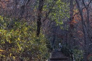 정읍_내장산 굴거리나무군락 (11)