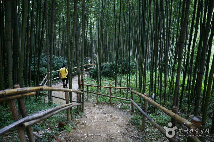 Juknokwon (Bamboo Garden) (죽녹원)
