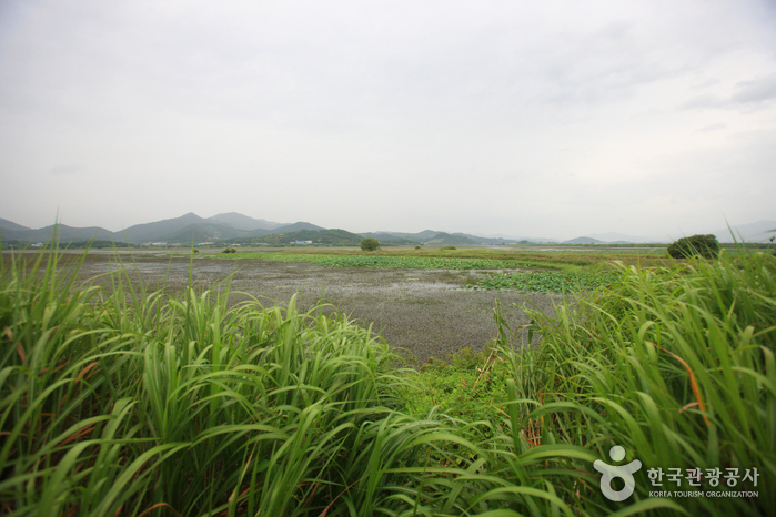 Junam Reservoir (주남저수지)