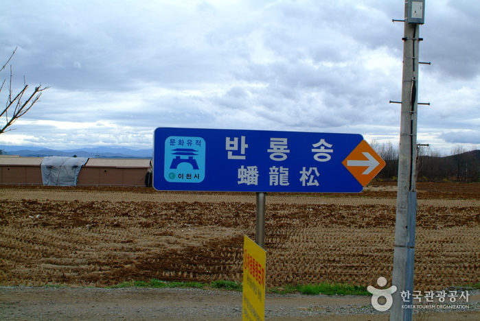 Icheon Sansuyu Village (이천 산수유마을)