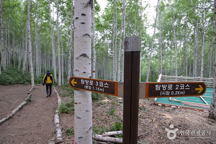원대리 자작나무 숲 사진15