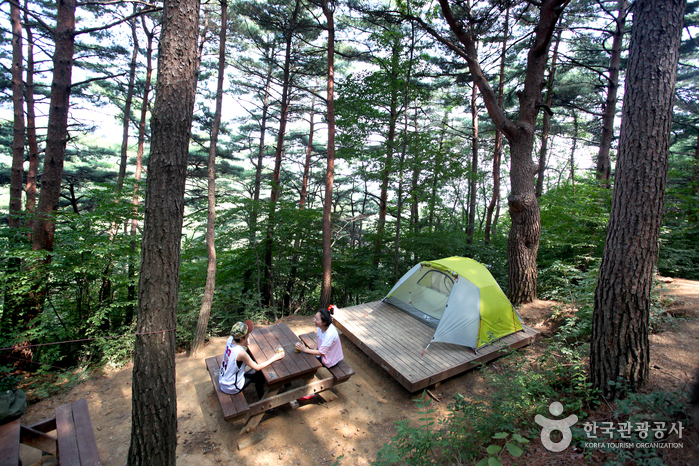 명품 금강송이 숲을 이룬 칠보산자연휴양림에서 보내는 하루