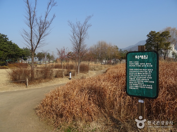 首爾菖蒲園(서울창포원)