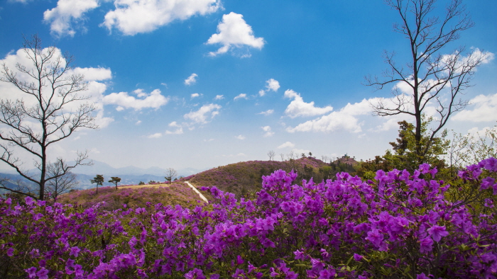 백운산 국사봉 철쭉축제 20192