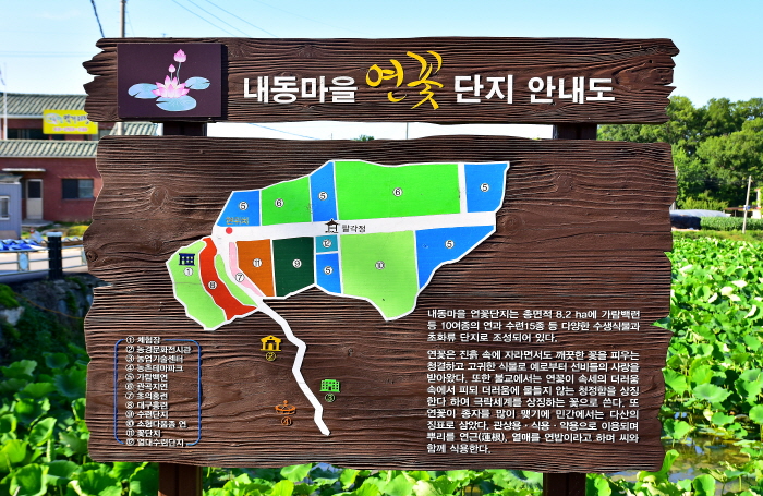 내동마을 연꽃단지 사진3