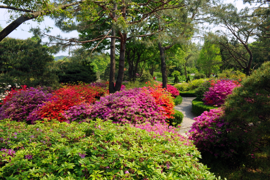5월에 아름다운 관상수원 철쭉 길 _사진 제공 국립수목원