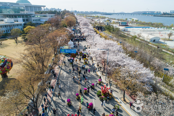 Yeongdeungpo Yeouido Spring Flower Festival (영등포 여의도 봄꽃축제)