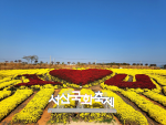 서산국화축제 3