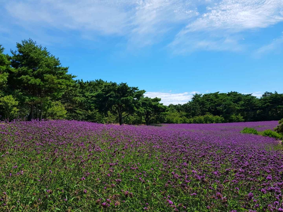 태안 가을꽃박람회