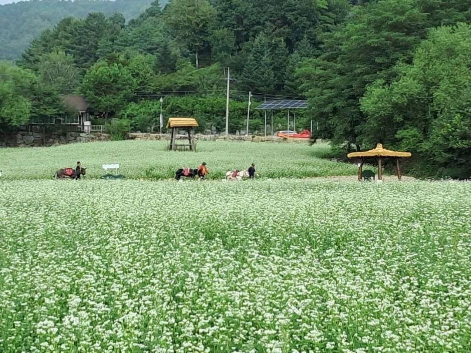 평창효석문화제