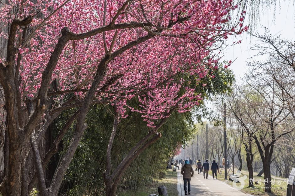 thumbnail-하동매실거리-15