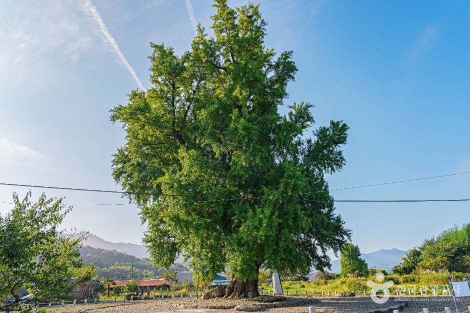 하멜 체류지와 강진 성동리 은행나무