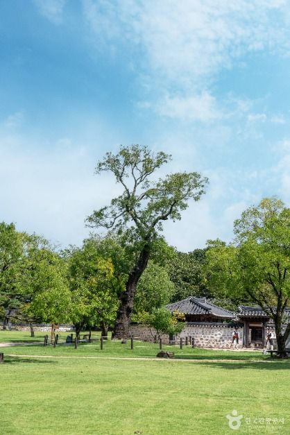 서산 해미읍성 회화나무