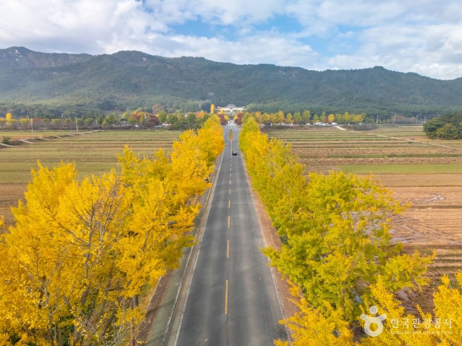 통일전 은행나무길