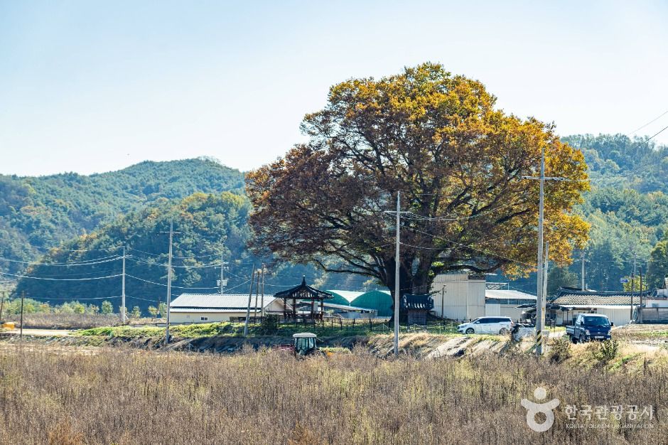 안동 사신리 느티나무