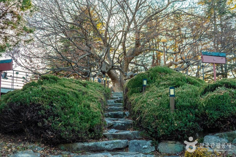 현풍 500년 느티나무 테마공원