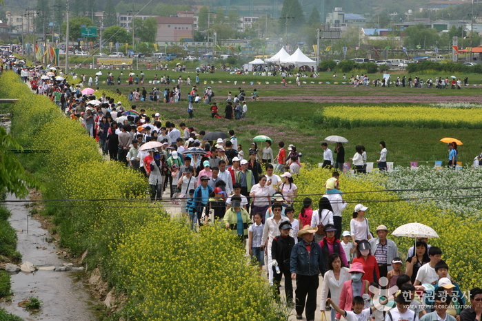 Hampyeong Butterfly Festival (함평 나비대축제) 