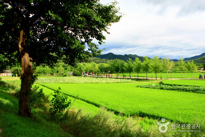 Andong Hahoe Village [UNESCO World Heritage] (안동 하회마을)