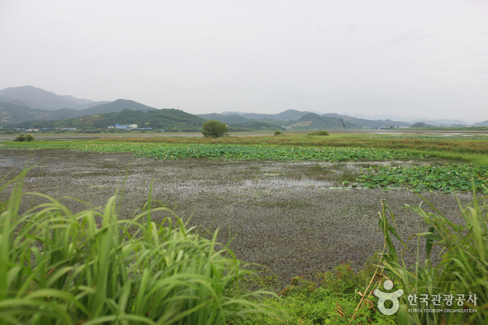 Junam Reservoir (주남저수지)