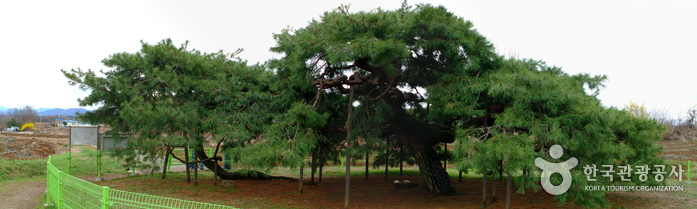 Icheon Sansuyu Village (이천 산수유마을)
