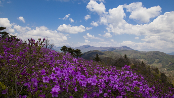 백운산 국사봉 철쭉축제 20193