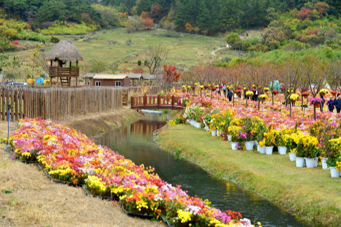한반도 첫수도 고창국화축제 2018 사진8