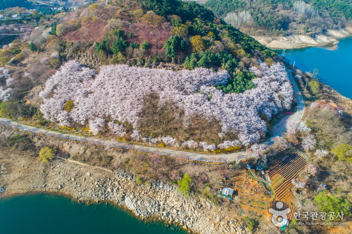 清风湖樱花节청풍호벚꽃축제