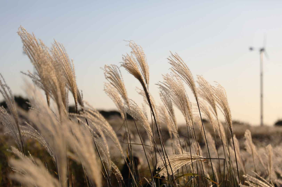 thumbnail-Seoul Silver Grass Festival (서울억새축제)-12