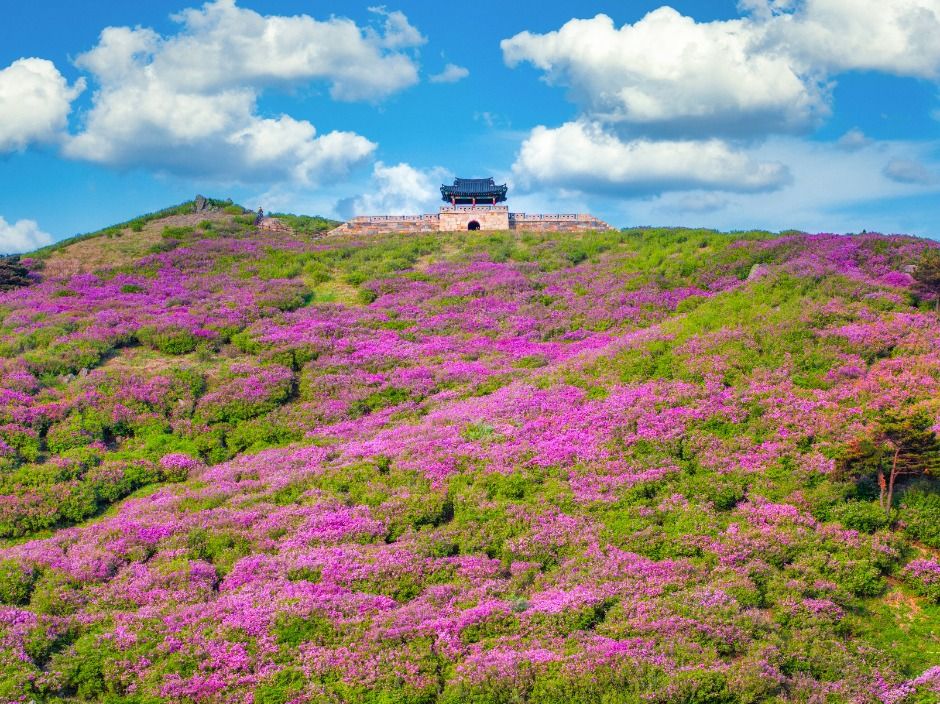 산청황매산철쭉제