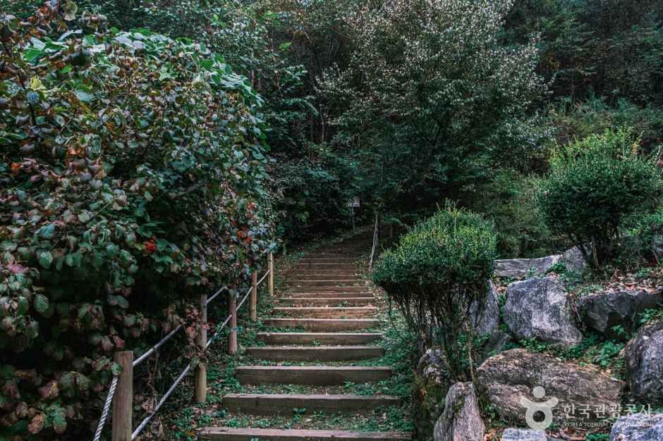 좌구산 자연휴양림