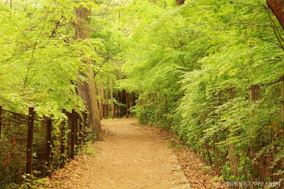 서울_[북한산 둘레길 10구간] 내시묘역길 (4)