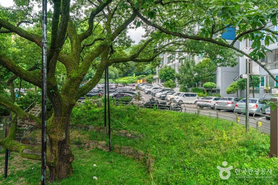 서울 신림동 굴참나무