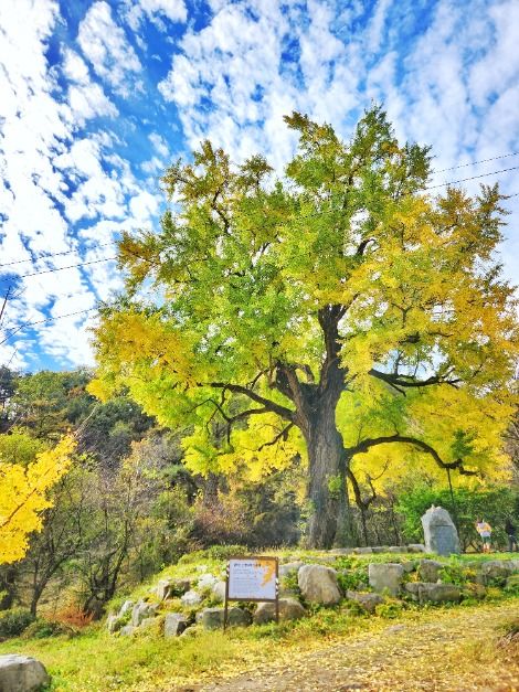 thumbnail-칠곡 말하는 은행나무-5