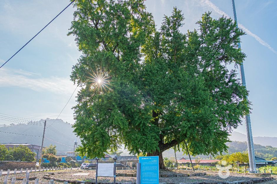 하멜 체류지와 강진 성동리 은행나무