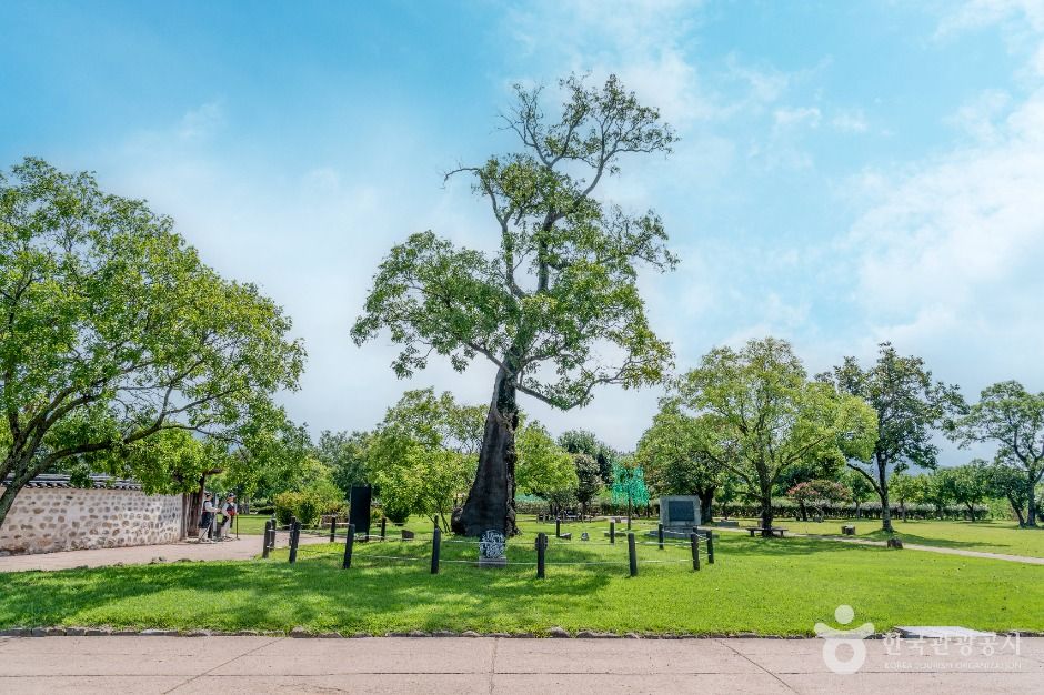 서산 해미읍성 회화나무